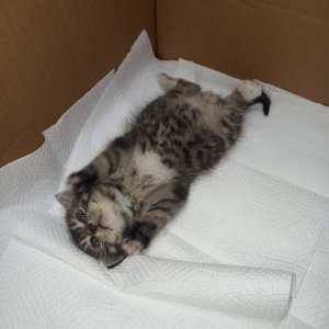 고양이 주인을 찾습니다 고양이 전단지