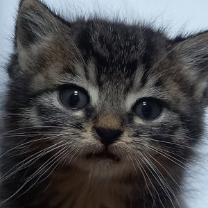 고양이 구조 코리아쇼트헤어 경기도 안산시 단원구