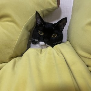고양이를 찾습니다 고양이 전단지