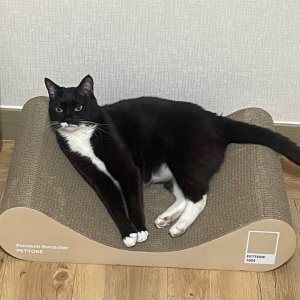 고양이 실종 코리아쇼트헤어 광주광역시 광산구