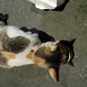 고양이 주인을 찾습니다 고양이 전단지
