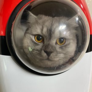 고양이 실종 페르시안 울산광역시 북구