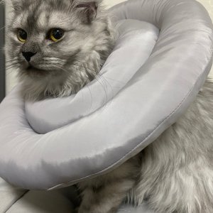 고양이를 찾습니다 고양이 전단지