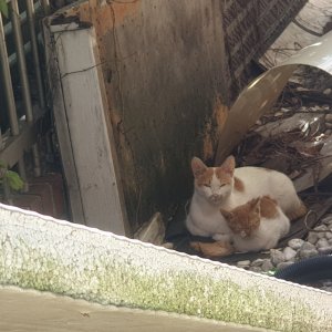 고양이 목격 코리아쇼트헤어 경기도 고양시 일산동구