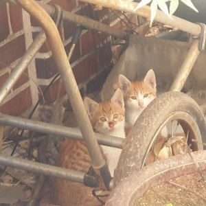 고양이 주인을 찾습니다 고양이 전단지