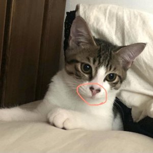 고양이 실종 코리아쇼트헤어 전라북도 익산시
