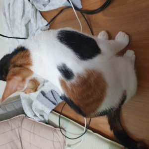 고양이를 찾습니다 고양이 전단지