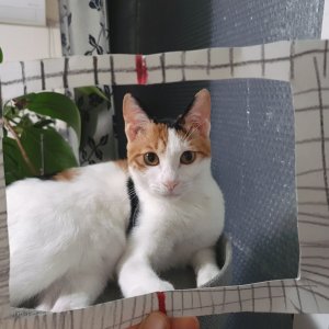 고양이 실종 코리아쇼트헤어 충청남도 아산시