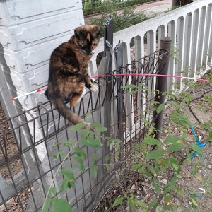 고양이 실종 코리아쇼트헤어 경기도 안양시 동안구