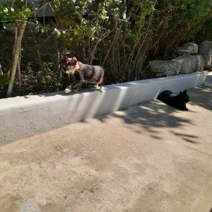 고양이를 찾습니다 고양이 전단지