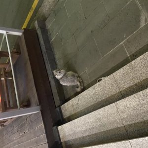 고양이 주인을 찾습니다 고양이 전단지