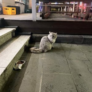 고양이 목격 페르시안 제주특별자치도 제주시