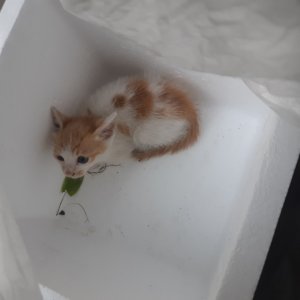 고양이 구조 코리아쇼트헤어 충청남도 천안시 서북구