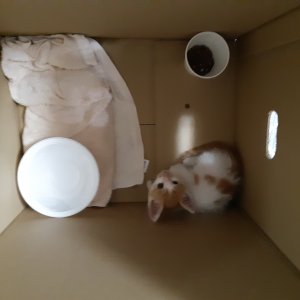 고양이 주인을 찾습니다 고양이 전단지