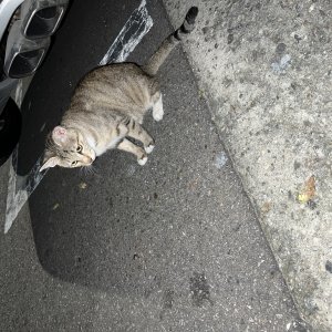 고양이 주인을 찾습니다 고양이 전단지