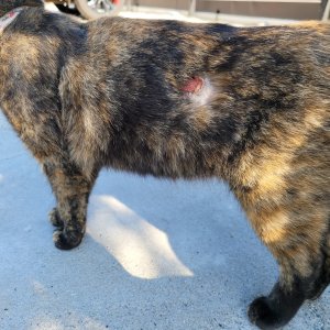 고양이 주인을 찾습니다 고양이 전단지