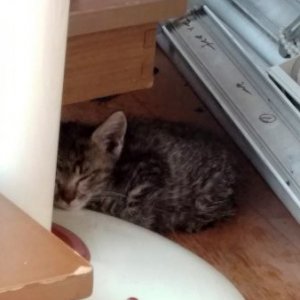 고양이 구조 코리아쇼트헤어 경기도 남양주시