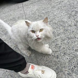 고양이 목격 페르시안 대구광역시 수성구