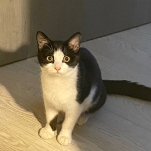 고양이 실종 코리아쇼트헤어 서울특별시 중랑구