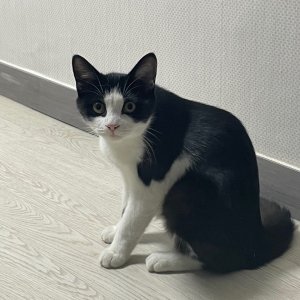 고양이를 찾습니다 고양이 전단지