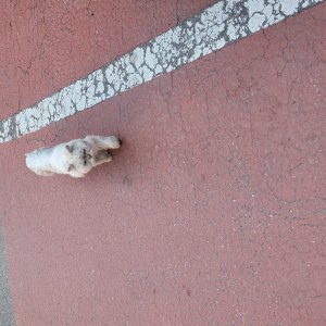 고양이 주인을 찾습니다 고양이 전단지