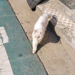 고양이 목격 페르시안 서울특별시 양천구