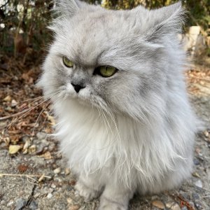 고양이 목격 페르시안 서울특별시 강서구