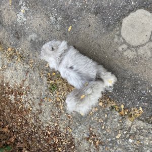 고양이 주인을 찾습니다 고양이 전단지