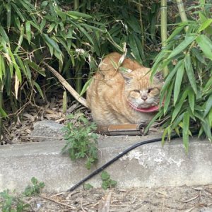 고양이 구조 코리아쇼트헤어 서울특별시 서초구