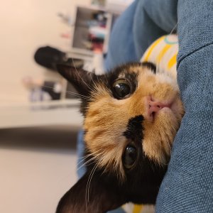 고양이를 찾습니다 고양이 전단지