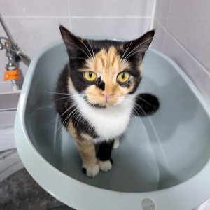 고양이 실종 코리아쇼트헤어 서울특별시 서대문구