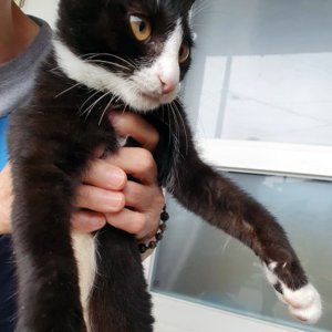 고양이 실종 코리아쇼트헤어 전라남도 순천시