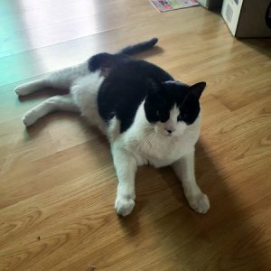 고양이 실종 코리아쇼트헤어 경기도 양주시