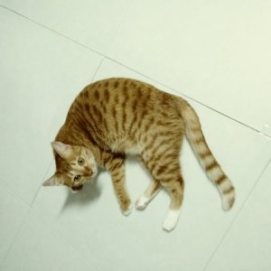 고양이 실종 코리아쇼트헤어 대구광역시 수성구