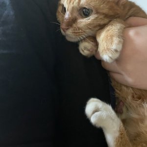 고양이를 찾습니다 고양이 전단지