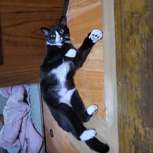 고양이를 찾습니다 고양이 전단지