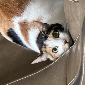 고양이 실종 코리아쇼트헤어 충청북도 청주시 서원구