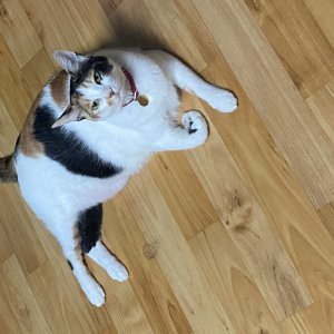 고양이를 찾습니다 고양이 전단지