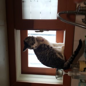 고양이를 찾습니다 고양이 전단지