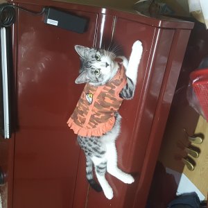 고양이 실종 코리아쇼트헤어 인천광역시 연수구