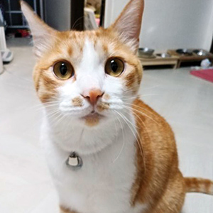 고양이 실종 코리아쇼트헤어 서울특별시 은평구