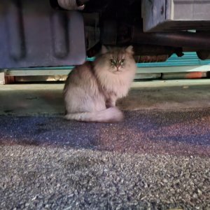 고양이 목격 페르시안 서울특별시 성동구