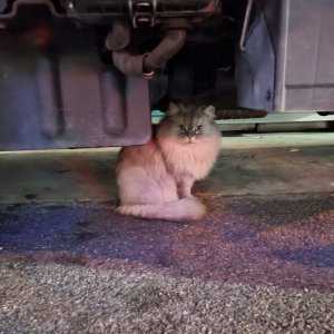 고양이 주인을 찾습니다 고양이 전단지