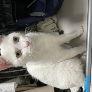 고양이 주인을 찾습니다 고양이 전단지