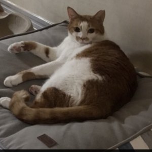 고양이를 찾습니다 고양이 전단지