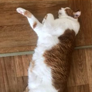 고양이 실종 코리아쇼트헤어 대구광역시 남구