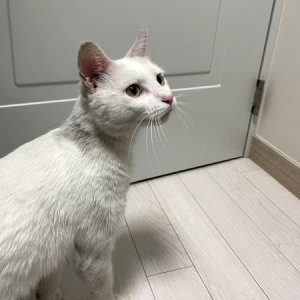 고양이 구조 터키시앙고라 서울특별시 금천구