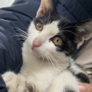 고양이를 찾습니다 고양이 전단지