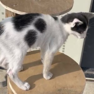 고양이 실종 코리아쇼트헤어 충청북도 청주시 흥덕구