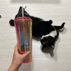 고양이를 찾습니다 고양이 전단지